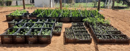 &lsquo;Allan Kardec&rsquo; promove workshop sobre plantas medicinais e uso terap&ecirc;utico